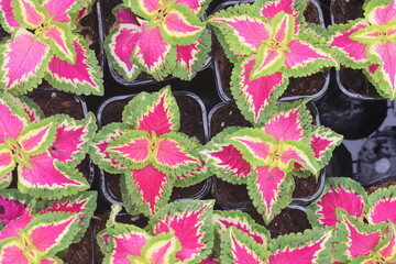 Variegated coleus plants in a pot, stock photo