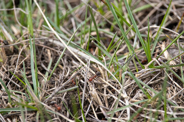 Disturbed Ant Hill in Natural Setting