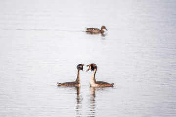 Two Great Crested Grebes swim in the lake