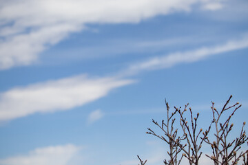 Bare Tree in Field under Blue Cloudy Sky