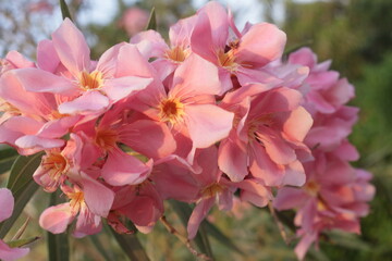 Obraz premium Oleander, The best delicate flowers of pink oleander, Nerium oleander, bloomed in the spring. Shrub, a small tree, cornel Apocynaceae family, garden plant. Pink summer oleander backgroun