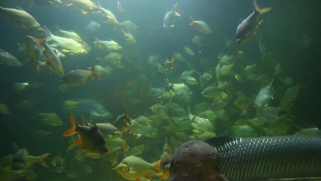 A lot of fish are swimming in aquarium , in door Chiangmai Thailand.