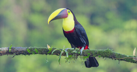 Obraz premium a yellow-throated toucan on a branch at boca tapada