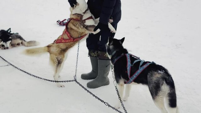 A man is petting a dog in the snow. The dog is wearing a harness and leash