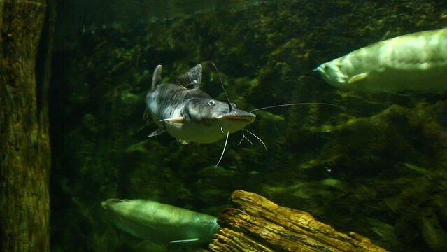 Tiger Shovelnose Catfish is swimming in aquarium , in door Chiangmai Thailand.