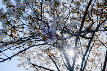 ダイヤモンドサクラ