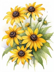 Watercolor painting,  clip art of  yellow flowers of Rudbeckia Black-eyed-Susan - obrazy, fototapety, plakaty