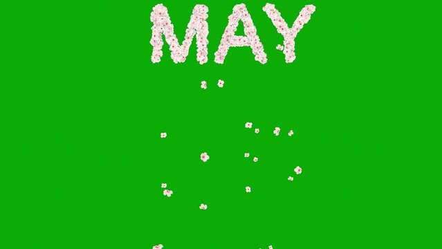 May text with cherry flowers on green screen background