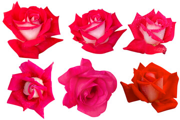 Dark pink and red roses isolated on the white background. Photo with clipping path.
