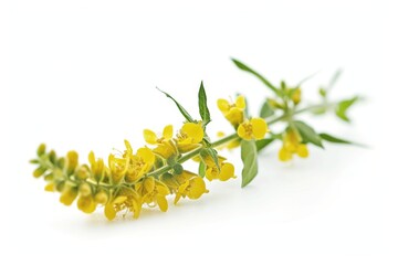 Medicinal plant Yellow Sweet Clower Melilotus officinalis
