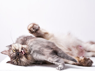 Cute kitten baby cat pose 