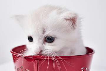 Cute kitten baby cat pose 