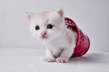 Cute kitten baby cat pose 