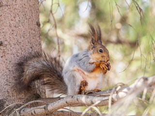 The squirrel with nut sits on a branches in the spring or summer.