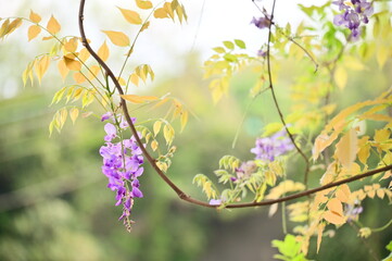 Close-up of wisteria flowers in spring sunlight. Wisteria, from China, Japan, and Korea, is a climbing plant with lavender or white flowers and a strong fragrance. Popular in spring gardens.