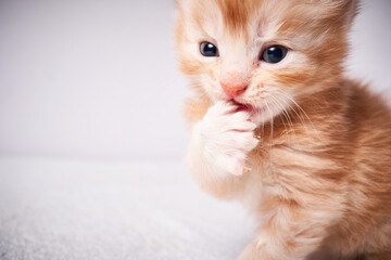 Cute kitten baby cat pose 
