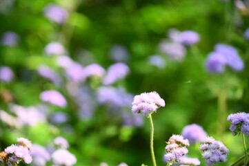 Close-up of Ageratum conyzoides in daylight spring. Ageratum conyzoides, a robust and versatile...