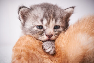 Fototapeta na wymiar Cute kitten baby cat pose 
