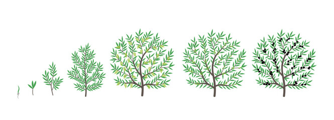 Olive tree growth stages. Vector illustration. Ripening period progression. Life cycle animation plant seedling. - 792385373