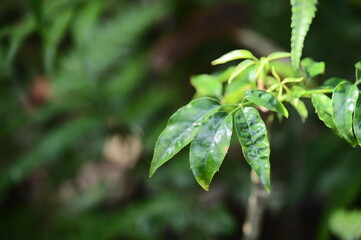 In the forest on a spring morning, a close-up reveals vibrant green leaves. Bathed in the gentle sunlight, they offer a comforting embrace for both body and soul.