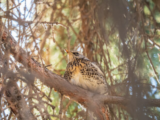 Fieldbird sits on a branch in spring with a blurred background.