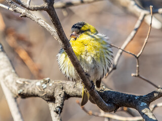 Eurasian siskin male, latin name spinus spinus, sitting on branch of tree. Cute little yellow songbird.