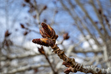 Tree with a Flower Bud