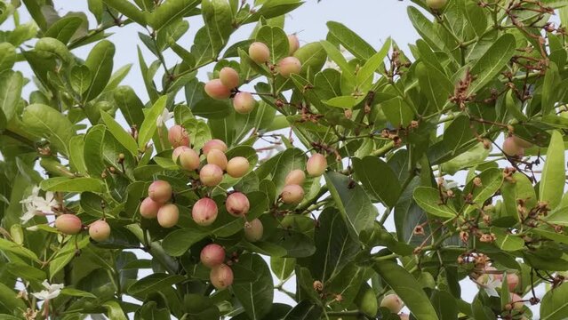 karanda or Carissa carandas, Bengal currant, Christ's thorn