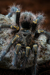 Tarantula spider 