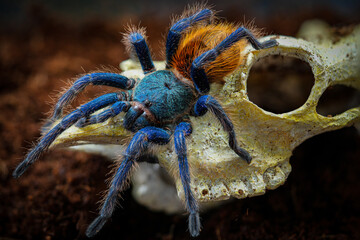 Tarantula spider 