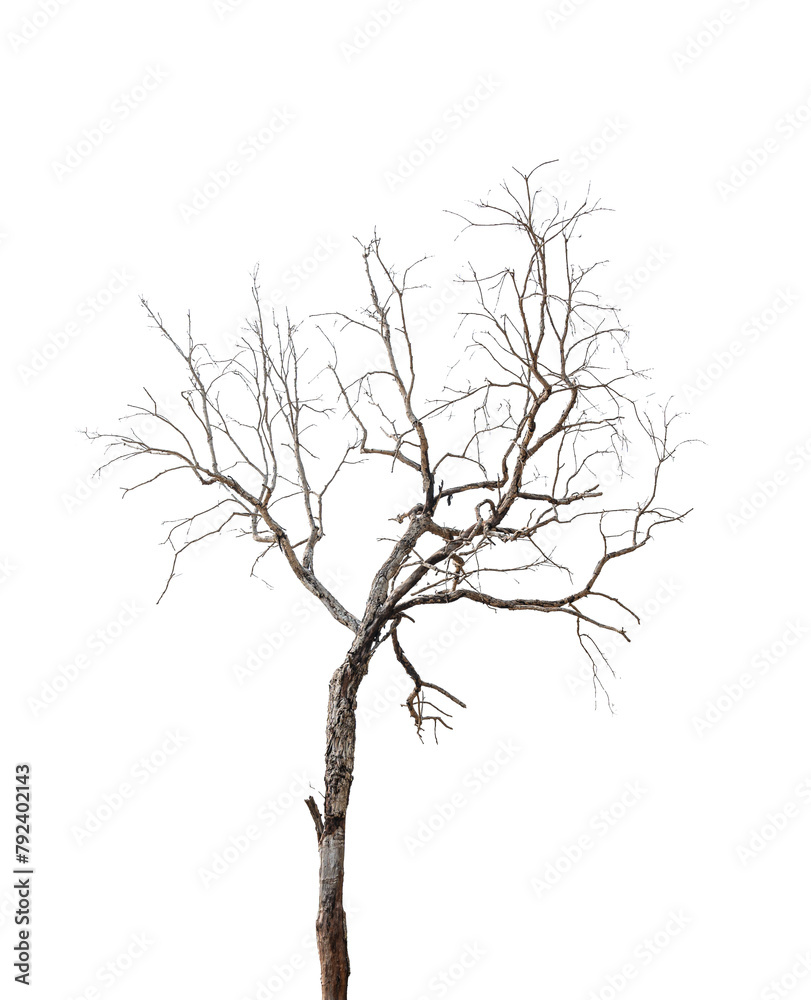 Wall mural leafless tree isolated on transparent background. png file format