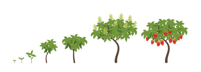 Mango growth stages. Ripening period progression. Life cycle animation plant seedling. Vector illustration. - 792402727