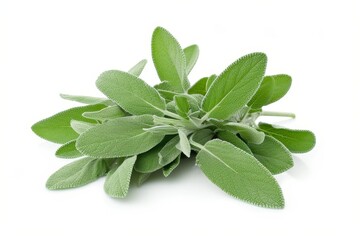Sage herb on white background