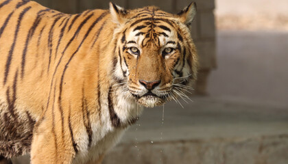 portrait of a bengal tiger looking at camera 