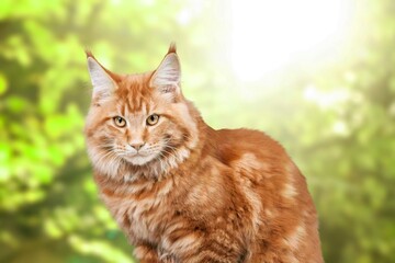 portrait of young domestic cat in park
