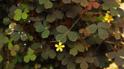 A yellow flower of spiral sorrel (Oxalis vulcanicola) in focus on lower screen, with blurred...