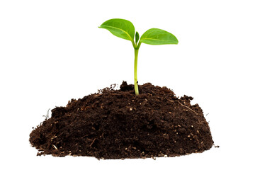 Green sapling growing from black soil. Isolated background.