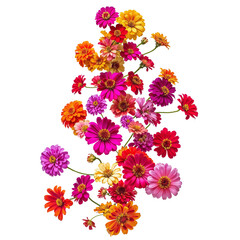 Bouquet of Zinnias flowers , Colorful daisy flowers