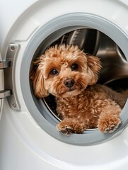 Maltipoo dog puppy inside the washing