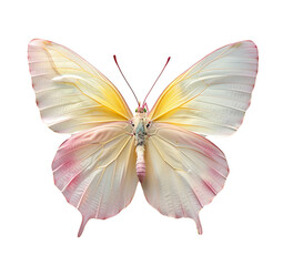 The butterfly, nature's delicate marvel, emerges from its chrysalis as a symbol of transformation...