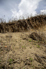 Sparse Plants on Sloping Earth