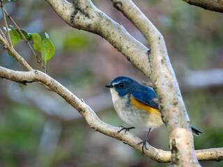 森の中の木陰で枝に留まっているルリビタキの雄