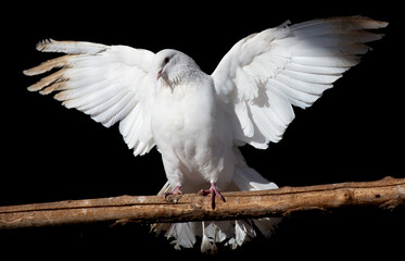 White dove isolated black background - 792417956