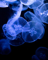 Blue jellyfish swim in the sea on a black background - 792418543