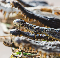 Teeth on crocodile jaws as a background - 792419360