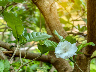 Close up of jasmine flowers growing on the bush in a garden. Jasminum sambac (Arabian jasmine or...
