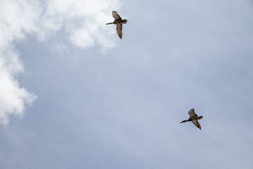 Clear Blue Sky with Flying Birds