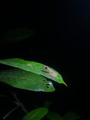 Small Frogs of Borneo 