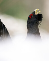 Western capercaillie portrait in snow