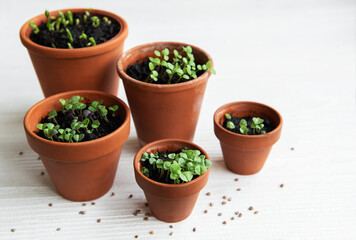 Fototapeta na wymiar Pots with various vegetables seedlings.